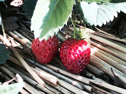 Strawberry2.jpg