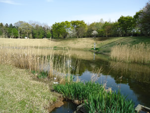 池の畔からの風景