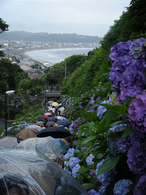 Ajisai in Kamakura