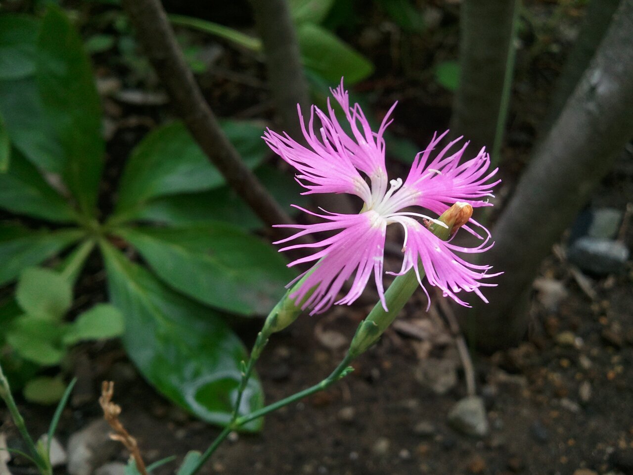 Nadeshiko flower.