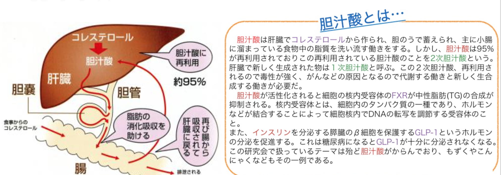 胆汁酸の代謝・再利用の仕組みを示す図。肝臓でコレステロールから作られ、脂肪の消化吸収を助け、約95%が再利用される