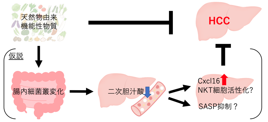天然物由来機能性物質が腸内細菌・二次胆汁酸を介して肥満関連肝細胞がん（HCC）を抑制する仮説図