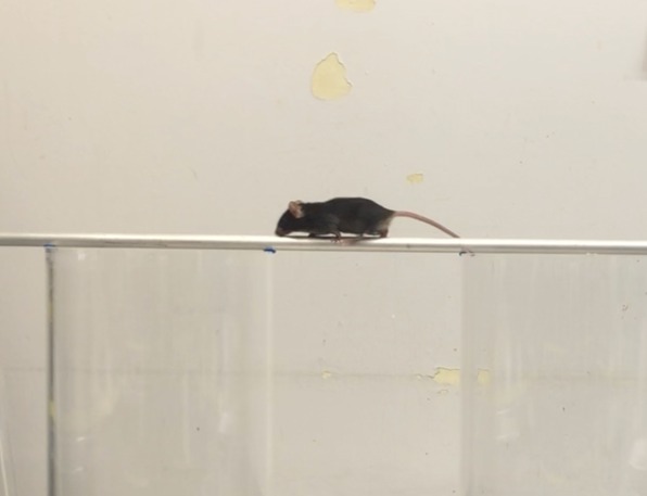ケージ上を歩くマウス。行動と代謝のリズムを解析する概日リズム研究の一場面